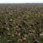 Norberto Ren&eacute; strada