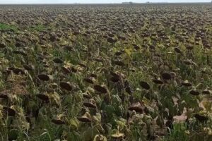 Norberto Ren&eacute; strada