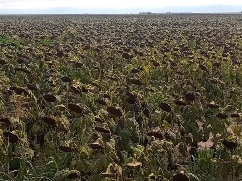 Norberto Ren&eacute; strada